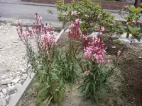 Foto0874.webp