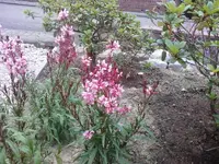 Foto0875.webp