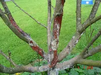 DSC02587.webp