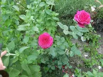 CIMG6759.webp