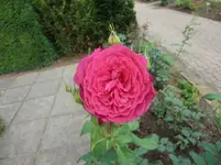 CIMG5947.webp
