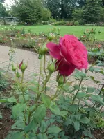 CIMG5948.webp