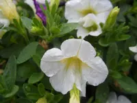 SAM_1298.webp