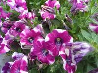 SAM_1297.webp
