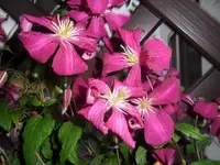 SAM_1296.webp