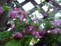 SAM_1295.webp