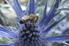 2013_0704Sommer0034 biene an distel.webp
