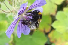 hummel.webp