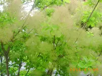 garten juli 03 021.webp