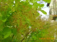 garten juli 03 019.webp