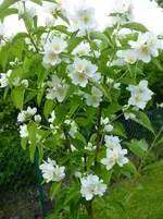 P1070230.webp