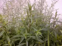 Foto0882.webp