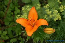 DSC09761.webp