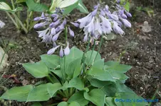 Fulda 30cm.webp