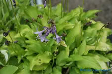 Kleiner Schelm 20cm.webp