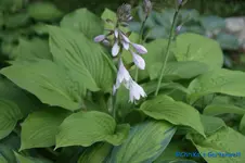 sieboldiana 50cm.webp