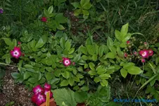 comp_DSC09753.webp