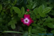 comp_DSC09754.webp
