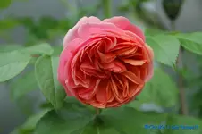 DSC09780.webp