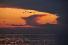Delfin_SU.webp
