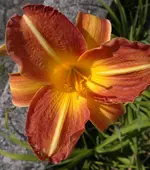 040720131759.webp
