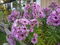 002.webp