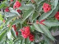 SAM_1300.webp