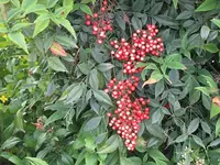 009.webp