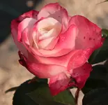 Nostalgie 130705.webp