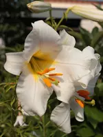weisse Lilie.webp