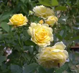 IMG_2781.webp