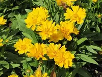 071.webp