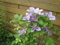 012.webp