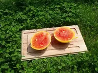 IMG_20130706_114713880915708.webp
