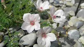 DSCN5055.webp