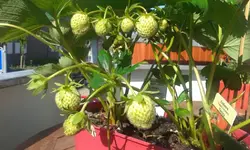 erdbeeren.webp