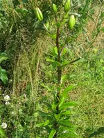 030_576x768.webp