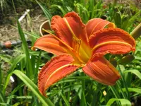 fulva1_1024x768.webp