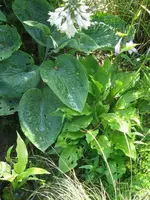 038_576x768.webp