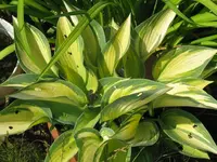 abiqua grinking gourd_1024x768.webp