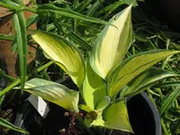 june_1024x768.webp