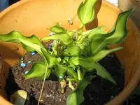 little cesar_1024x768.webp