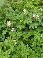 Kartoffelblüte1.webp