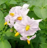 Kartoffelblüte.webp