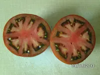 Purple Russian.webp