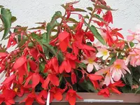 033.webp