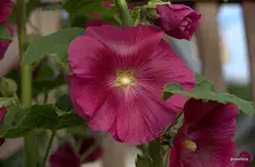 IMG_2775-001.webp
