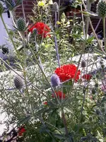 BrennendeLiebeDistel.webp