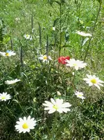 Ehrenpreis.webp