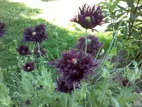 MohnDunkel.webp